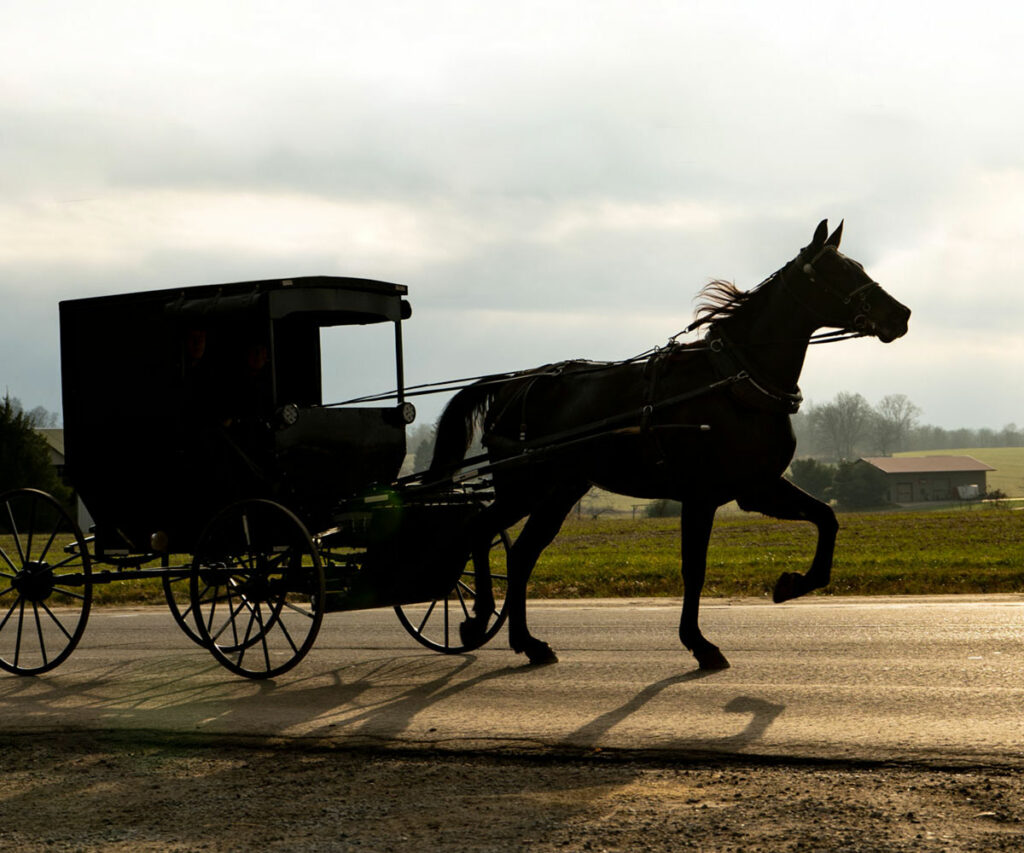 A horse pulling a carriage with a driver through an amish countryside on a sunny day